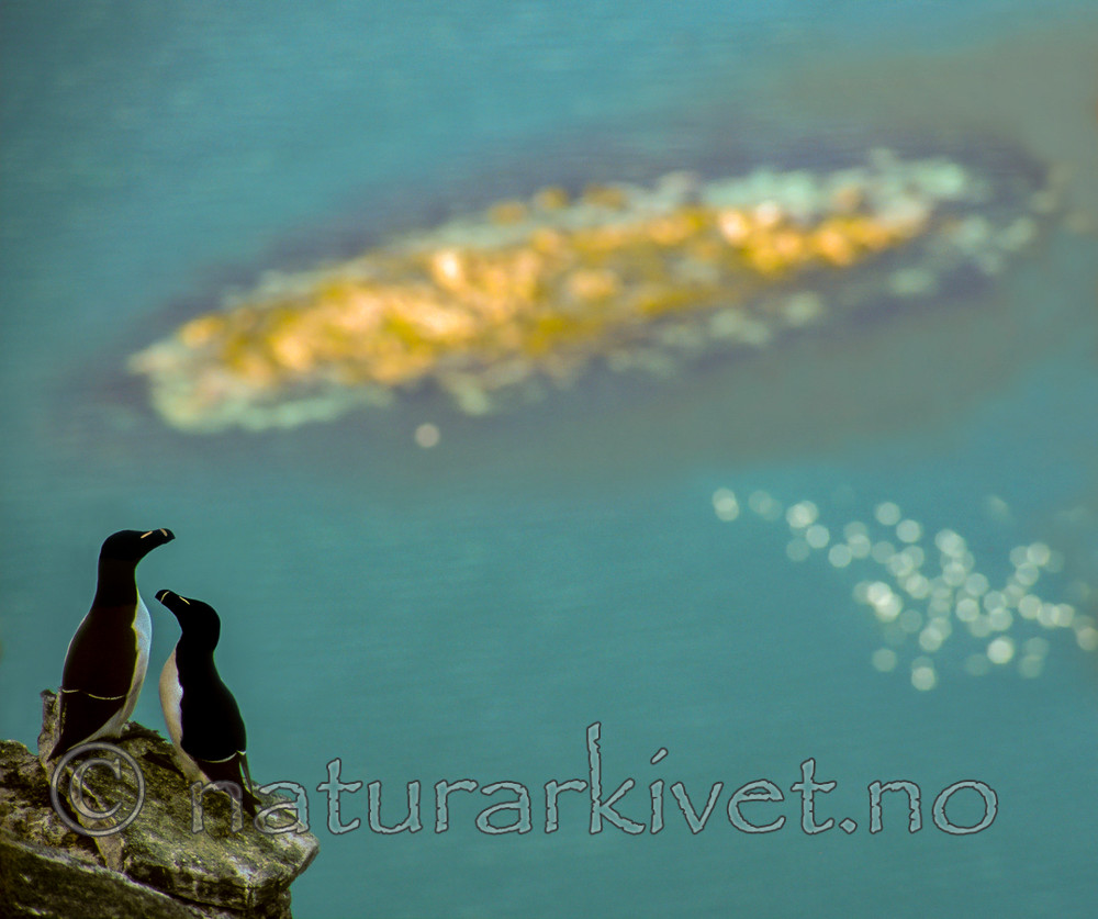 bb801 / Alca torda / Alke