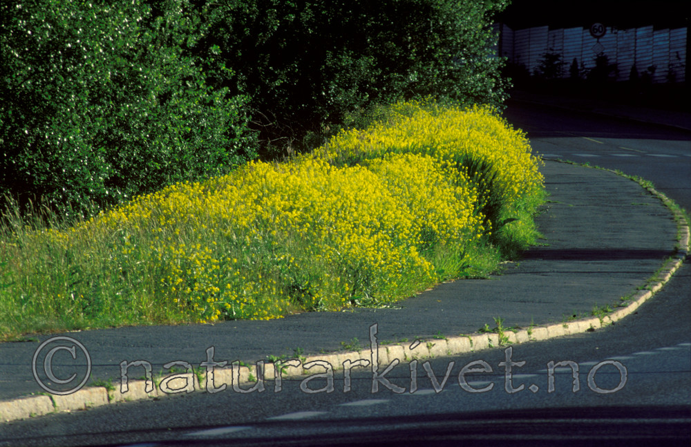 bb804 / Bunias orientalis / Russekål