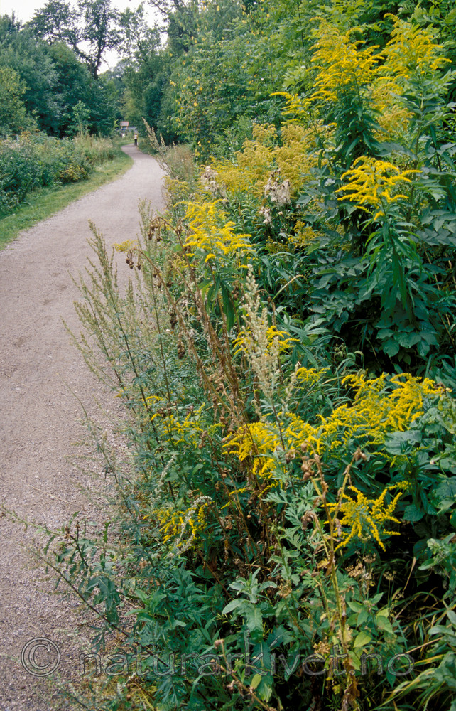 bb806 / Artemisia vulgaris / Burot <br /> Bunias orientalis / Russekål <br /> Solidago canadensis / Kanadagullris