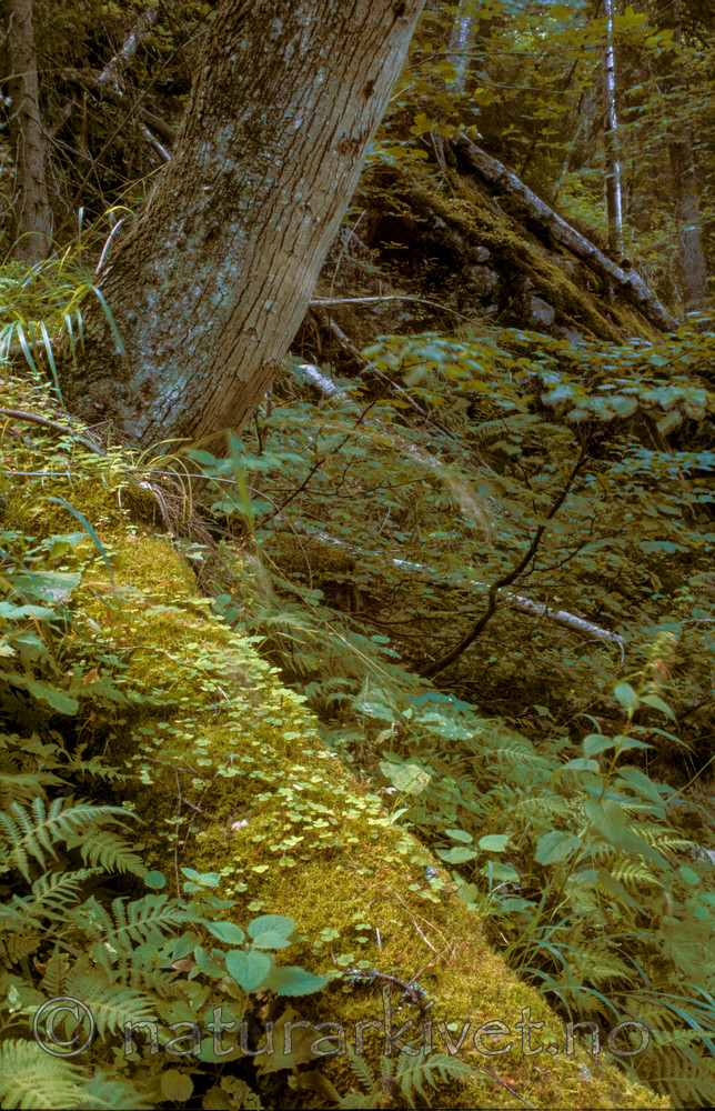 bb807 / Ulmus glabra / Alm