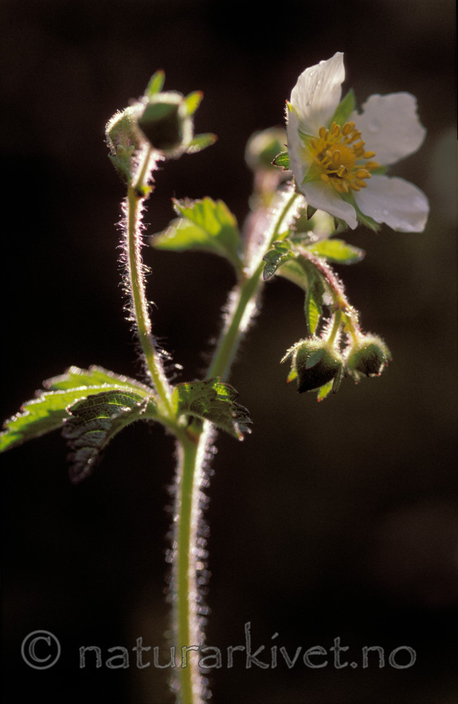 bb808 / Drymocallis rupestris / Hvitmure