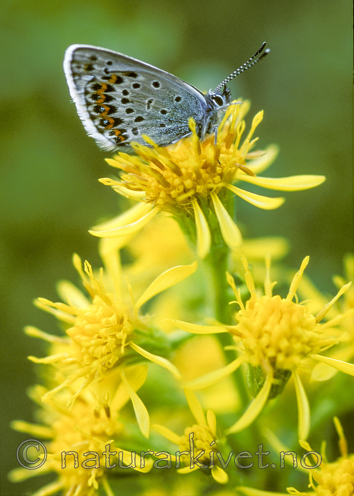 bb813 / Solidago virgaurea / Gullris