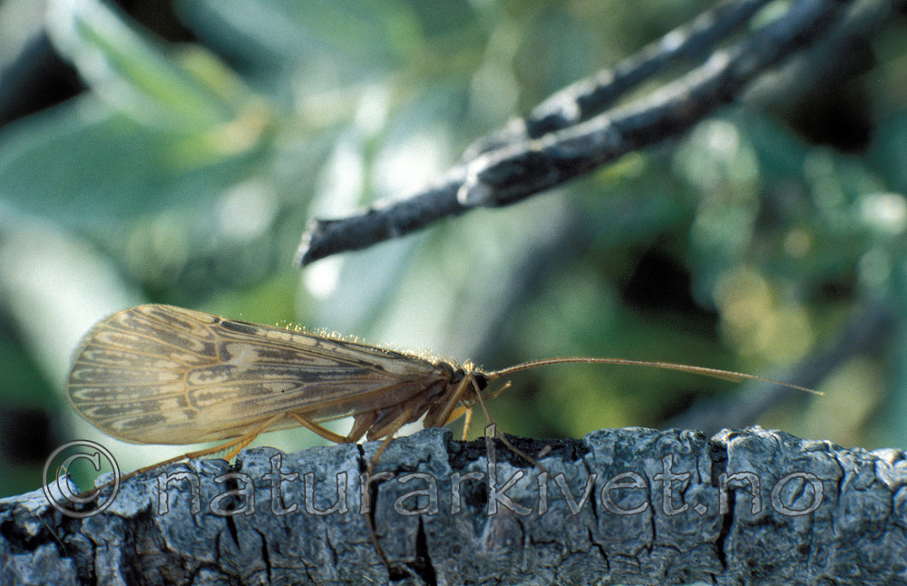 scansig_2011_19 / Adicella reducta