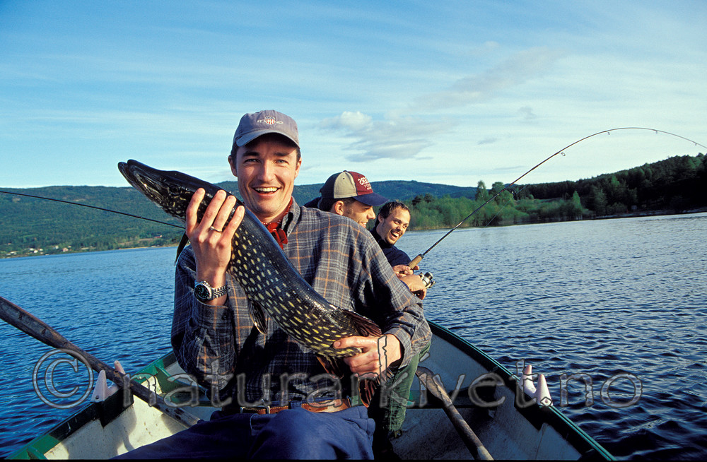 scansig_2011_4 / Esox lucius / Gjedde