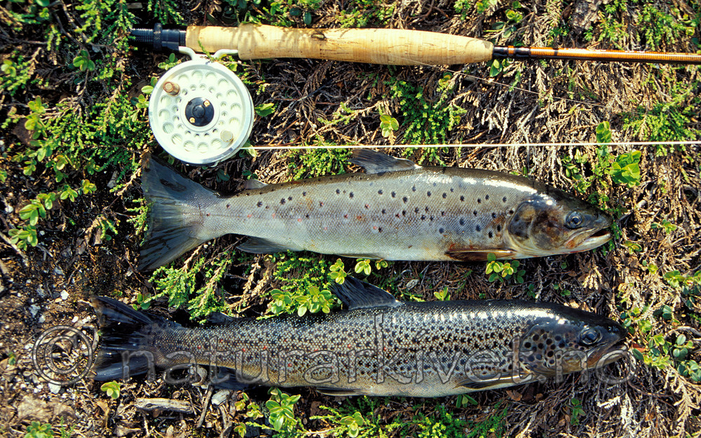scansig_2011_6 / Salmo trutta / ørret
