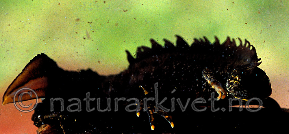 scansig_2012_7 / Triturus cristatus / Storsalamander