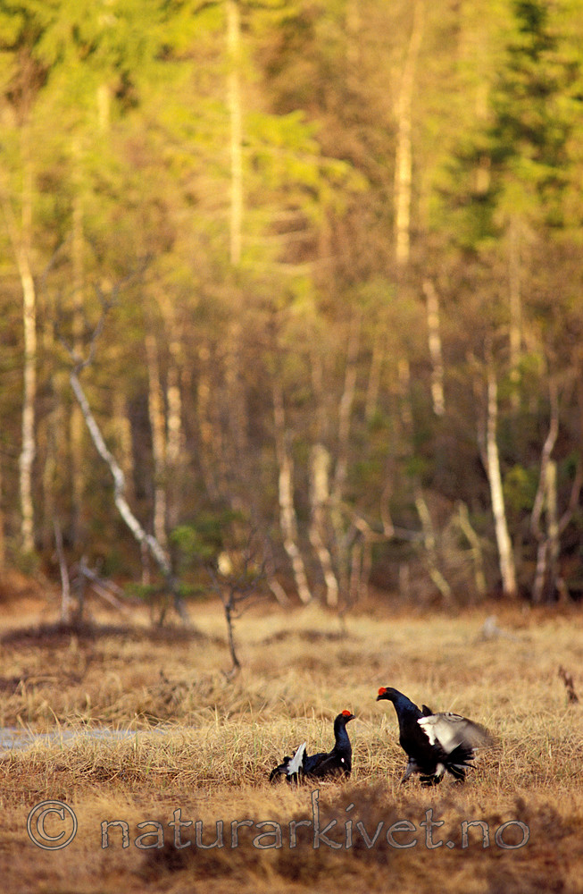 scansig_2012_8 / Tetrao tetrix / Orrfugl