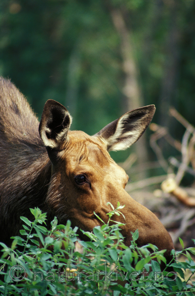 sir_ak_2 / Alces alces / Elg