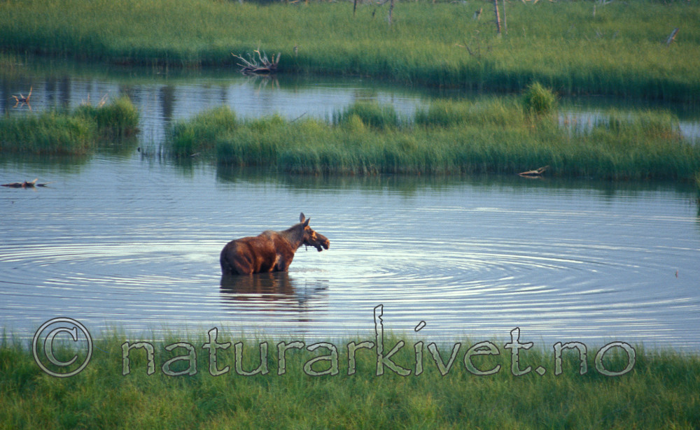 sir_ak_3 / Alces alces / Elg