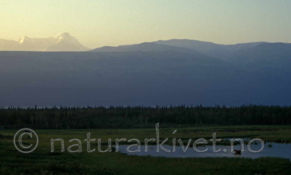 sir_ak_4 / Alces alces / Elg