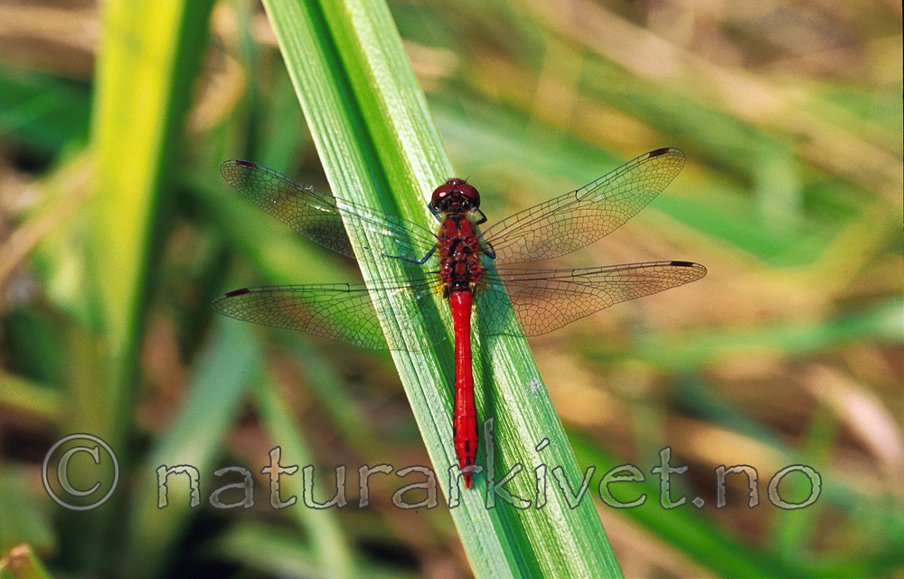 sr307 / Sympetrum sanguineum / Blodrød høstlibelle