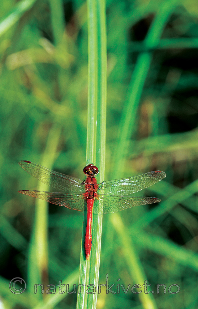 sr350 / Sympetrum sanguineum / Blodrød høstlibelle
