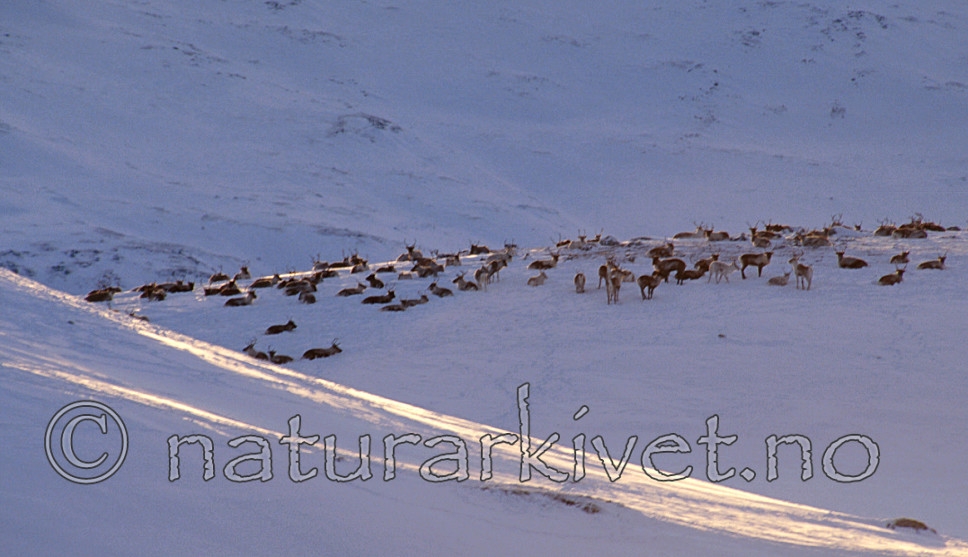 sr_300 / Rangifer tarandus / Rein