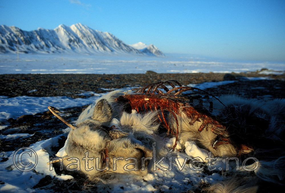 svalbard990 / Rangifer tarandus platyrhynchus / Svalbardrein