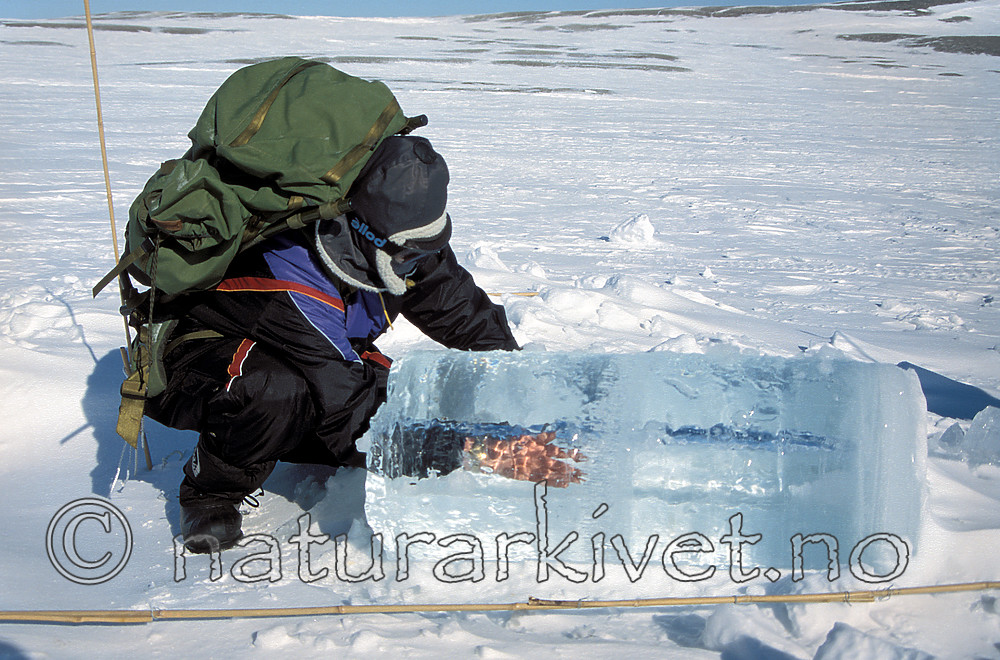 svalbard999