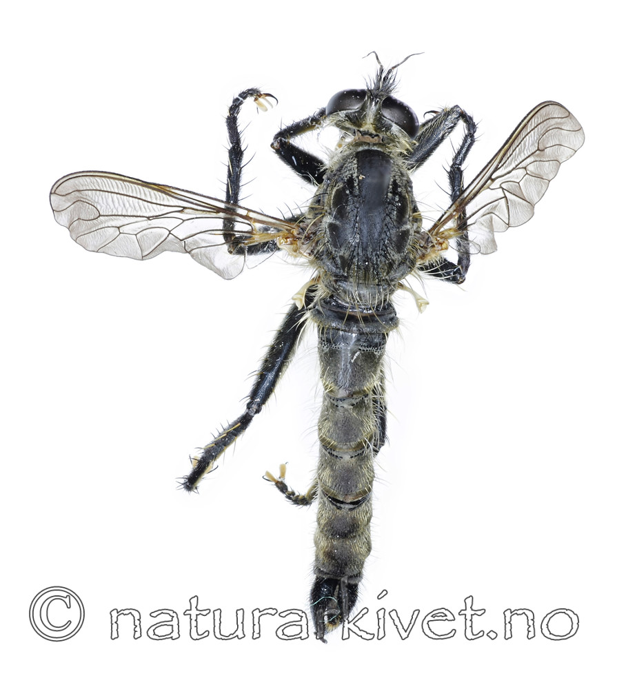 KA_090914_picipes_male_dorsal / Didysmachus picipes / Svartfotrovflue