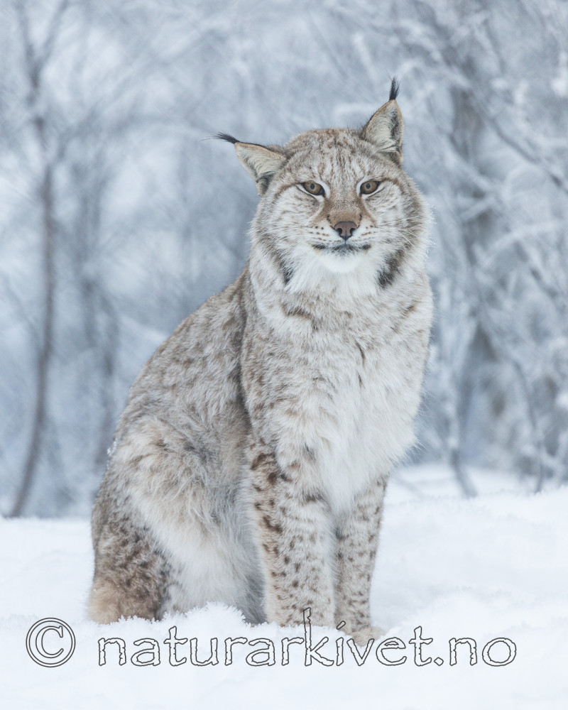 KA_171230_120 / Lynx lynx / Gaupe