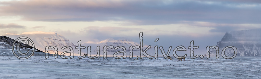 KA_180304_p217-221 / Rangifer tarandus platyrhynchus / Svalbardrein
