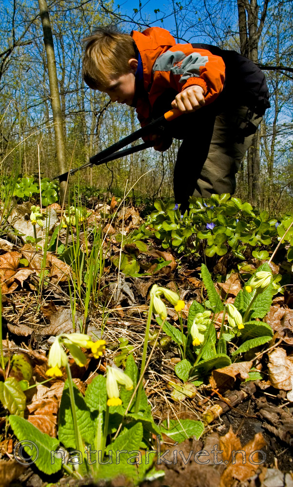 BB 05 0103 / Primula veris / Marianøkleblom