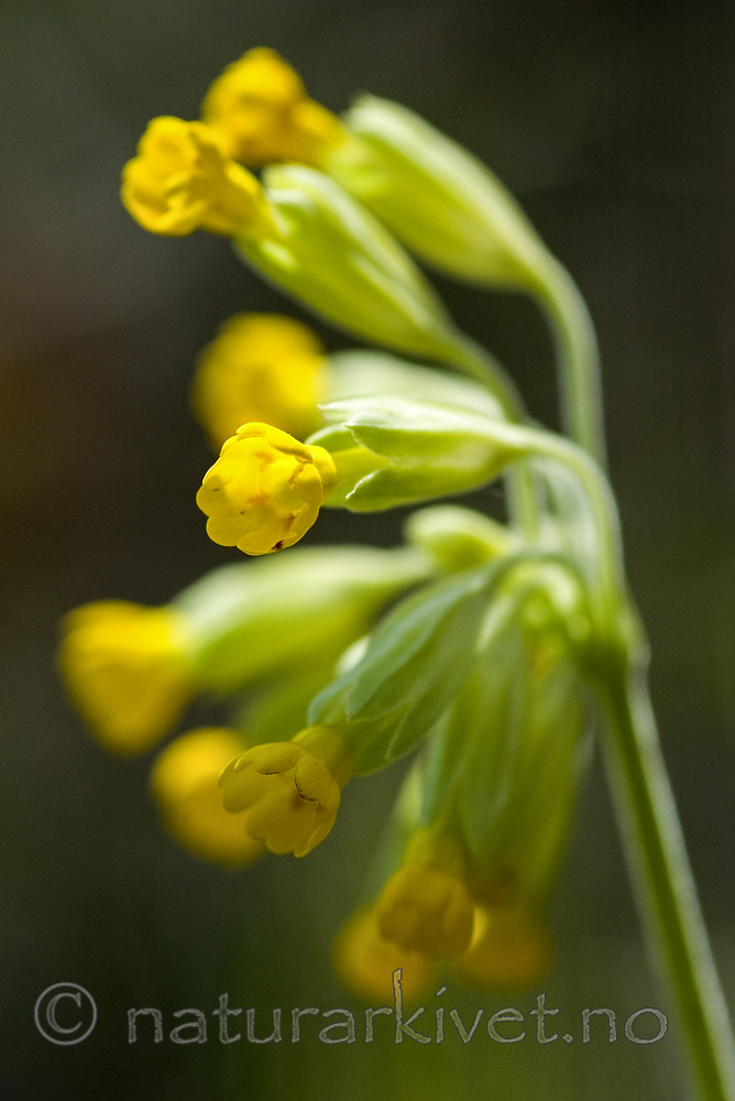 BB 05 0106 / Primula veris / Marianøkleblom