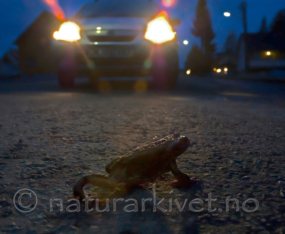 BB 05 0120 / Bufo bufo / Nordpadde
