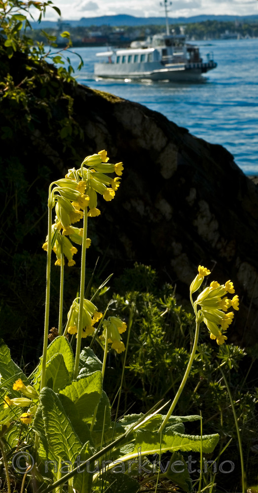 BB 05 0132 / Primula veris / Marianøkleblom