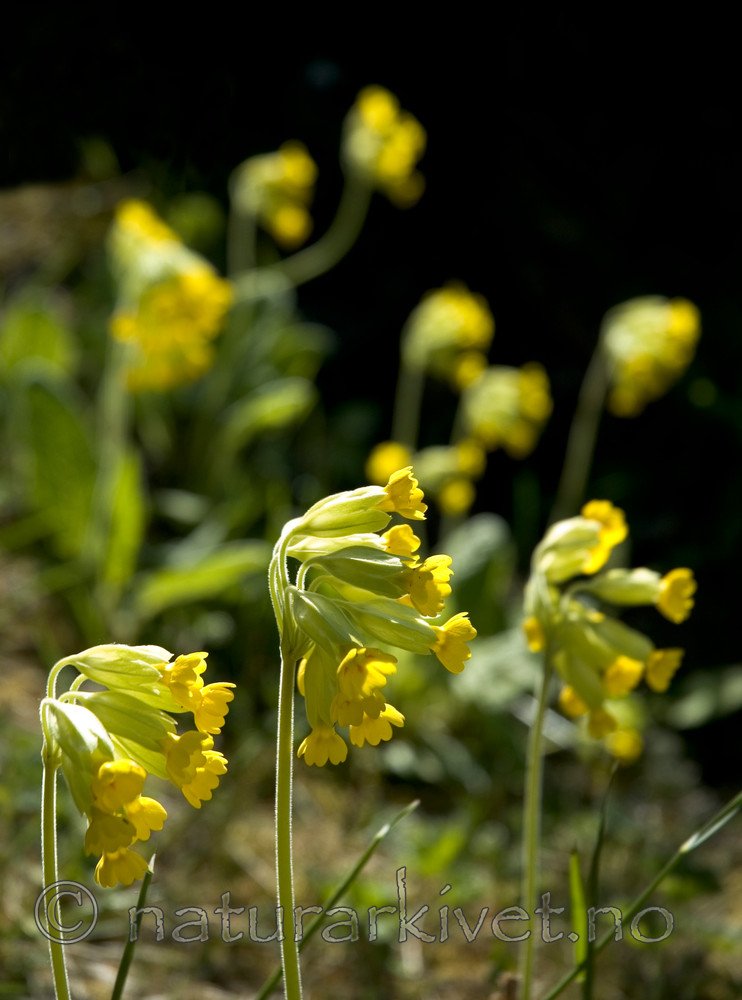 BB 05 0134 / Primula veris / Marianøkleblom