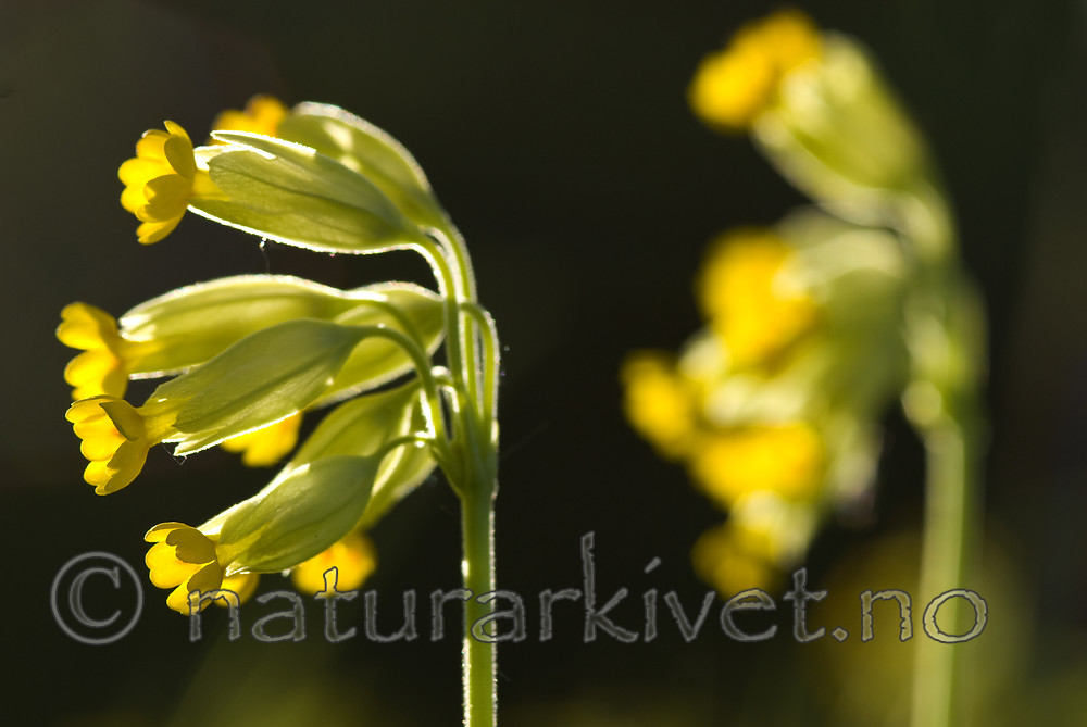 BB 07 0195 / Primula veris / Marianøkleblom