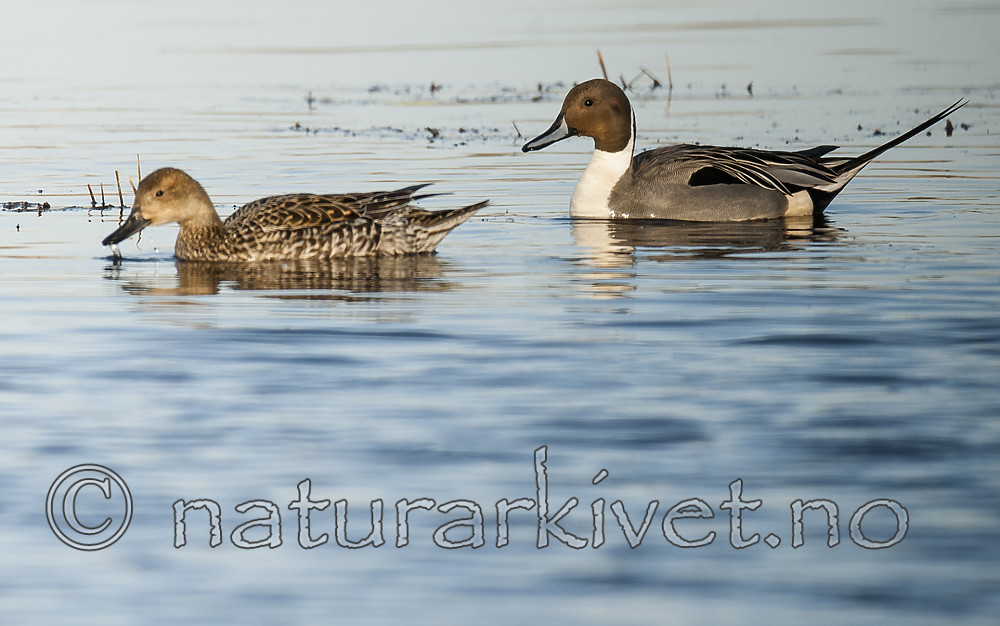 BB 10 0505 / Anas acuta / Stjertand