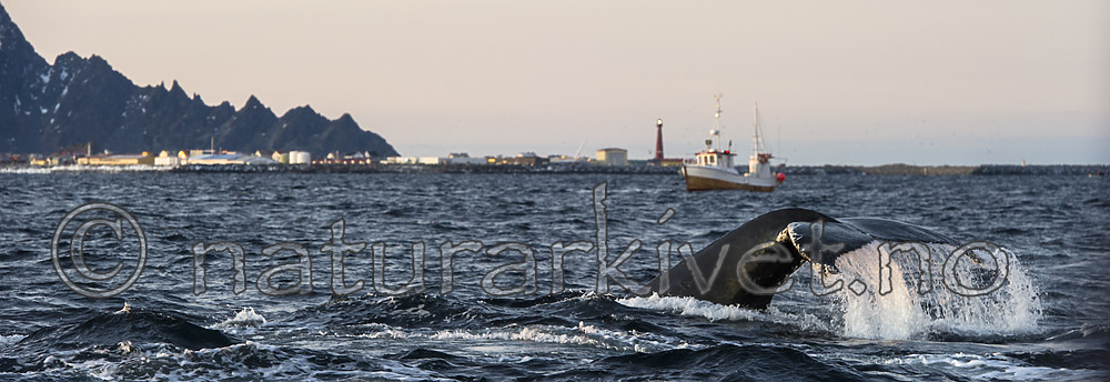 BB 14 0304 / Megaptera novaeangliae / Knølhval