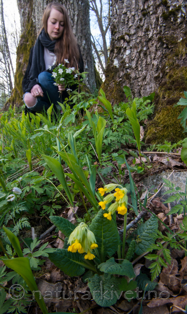 BB 15 0055 / Anemone nemorosa / Hvitveis <br /> Primula veris / Marianøkleblom
