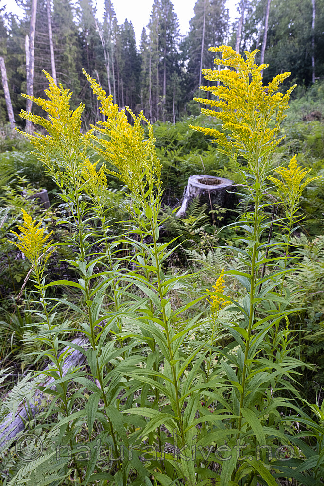 BB_20220808_0016 / Solidago canadensis / Kanadagullris