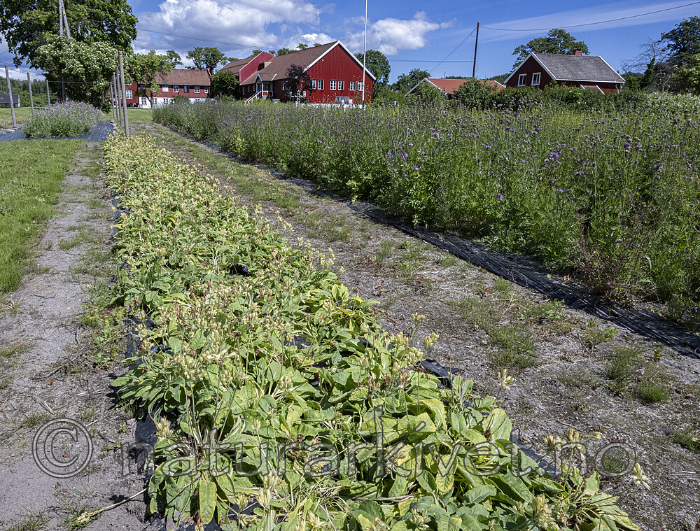 BB_20240619_0001-2 / Centaurea scabiosa / Fagerknoppurt <br /> Primula veris / Marianøkleblom