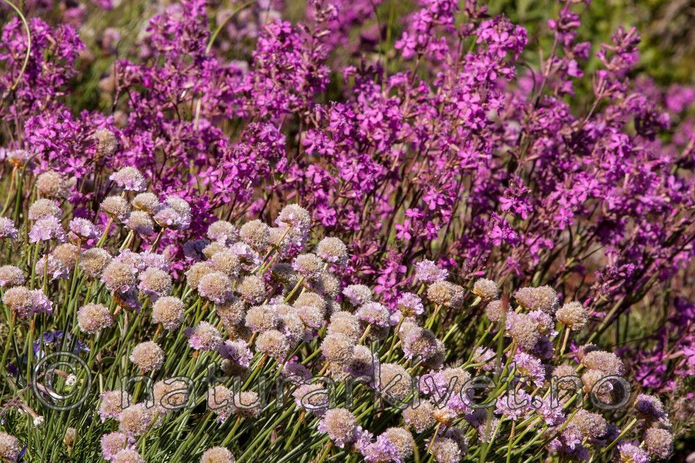 KA_090531_0962 / Armeria maritima / Fjærekoll <br /> Viscaria vulgaris / Engtjæreblom