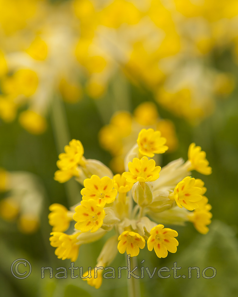 KA_120508_2484 / Primula veris / Marianøkleblom