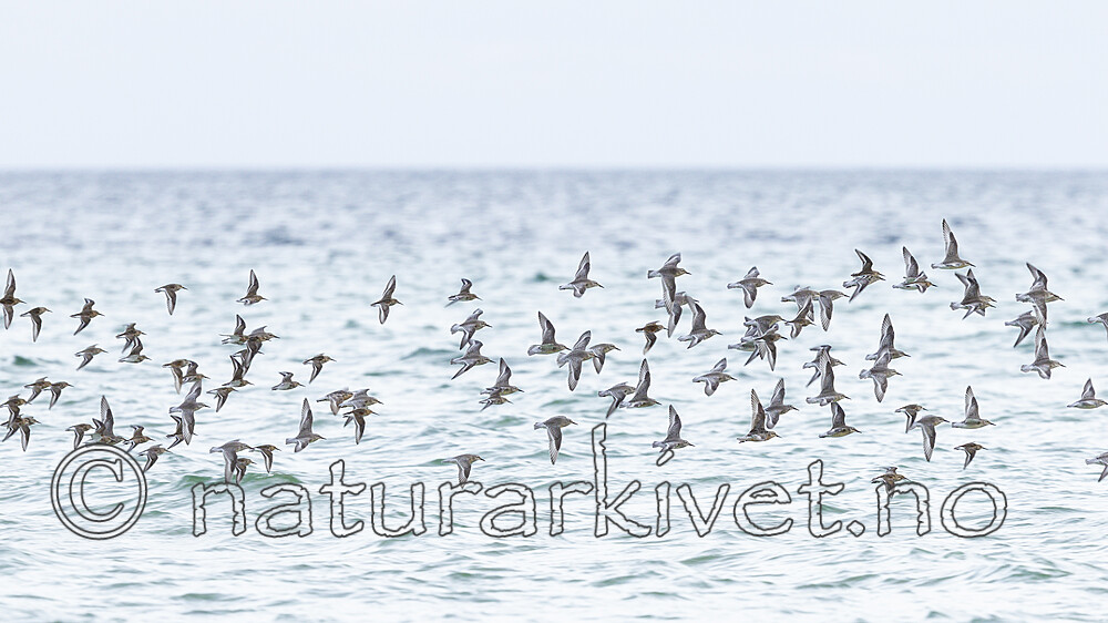 KA_120906_5895 / Abiskomyia paravirgo <br /> Calidris canutus / Polarsnipe