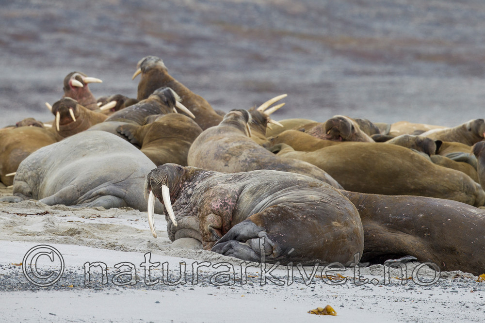 KA_130815_2871 / Odobenus rosmarus / Hvalross