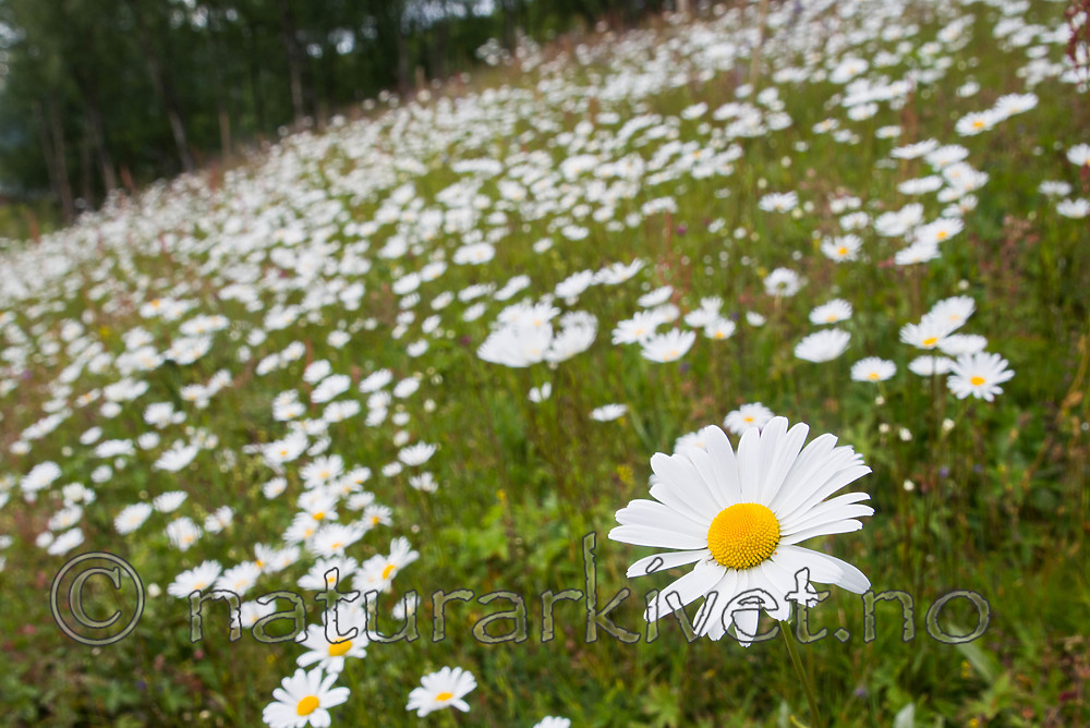 SIG_4288 / Leucanthemum vulgare / Prestekrage