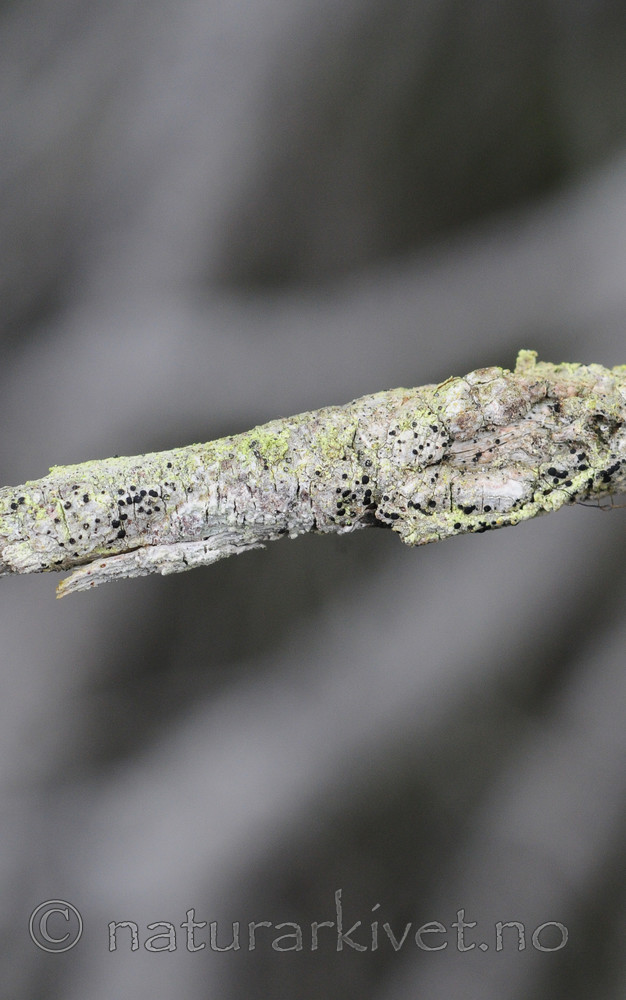 SR0_8473 / Bactrospora brodoi / Taigabendellav