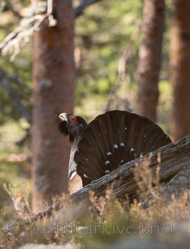 _4270029 / Tetrao urogallus / Storfugl