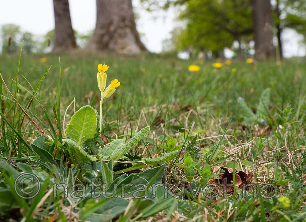 _5196842 / Primula veris / Marianøkleblom