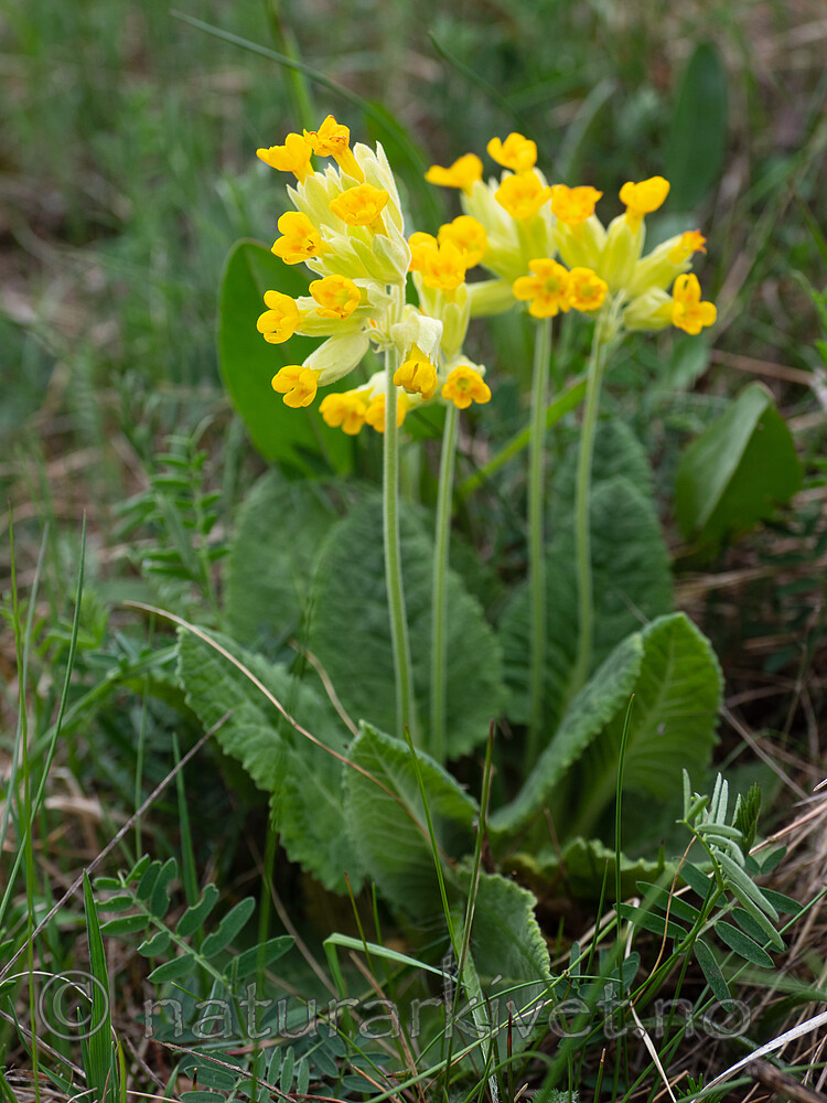 _5196900 / Primula veris / Marianøkleblom