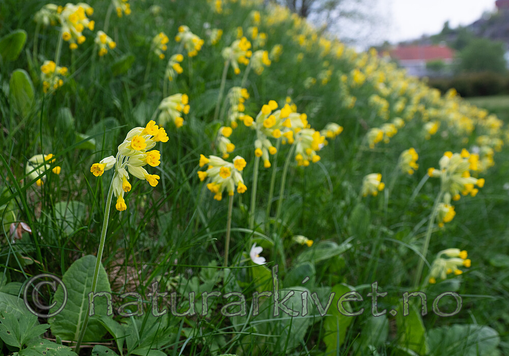 _5196916 / Primula veris / Marianøkleblom