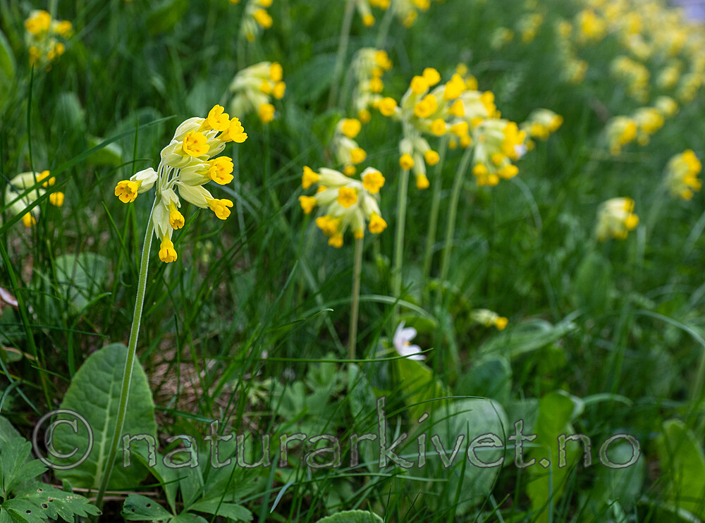 _5196919 / Primula veris / Marianøkleblom