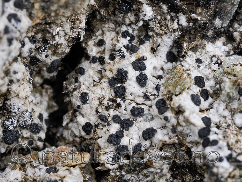 _8240839 / Buellia epigaea