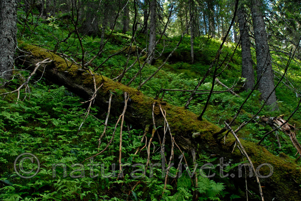 _SRE3164 / Picea abies / Gran